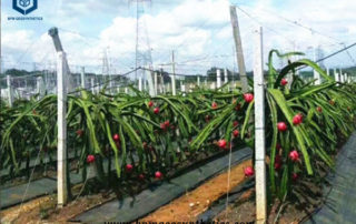 Woven Geotextile Membrane for Pitaya Plantation Farm in Thailand