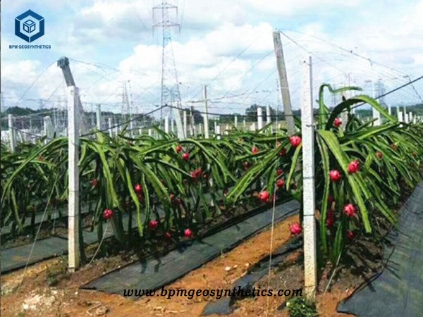 Woven Geotextile Membrane for Pitaya Plantation Farm in Thailand